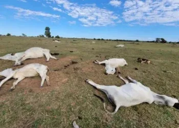 Frio intenso pode estar por trás da morte de mais de 80 bovinos em MS