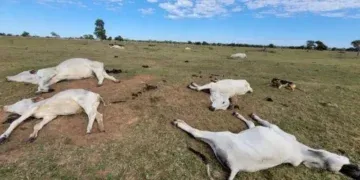 Frio intenso pode estar por trás da morte de mais de 80 bovinos em MS