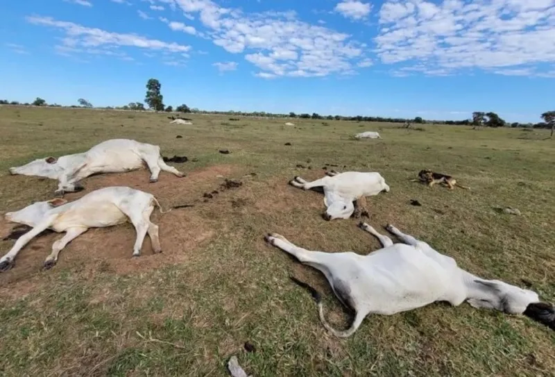 Frio intenso pode estar por trás da morte de mais de 80 bovinos em MS