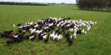 Iagro alerta produtores sobre risco de mortes de animais com chegada do frio em MS