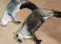 Gatos são encontrados mortos e caso de envenenamento é investigado Gatos são encontrados mortos e caso de envenenamento é investigado