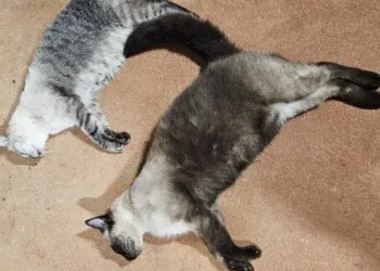 Gatos são encontrados mortos e caso de envenenamento é investigado Gatos são encontrados mortos e caso de envenenamento é investigado
