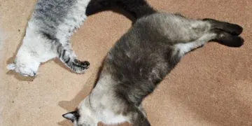 Gatos são encontrados mortos e caso de envenenamento é investigado