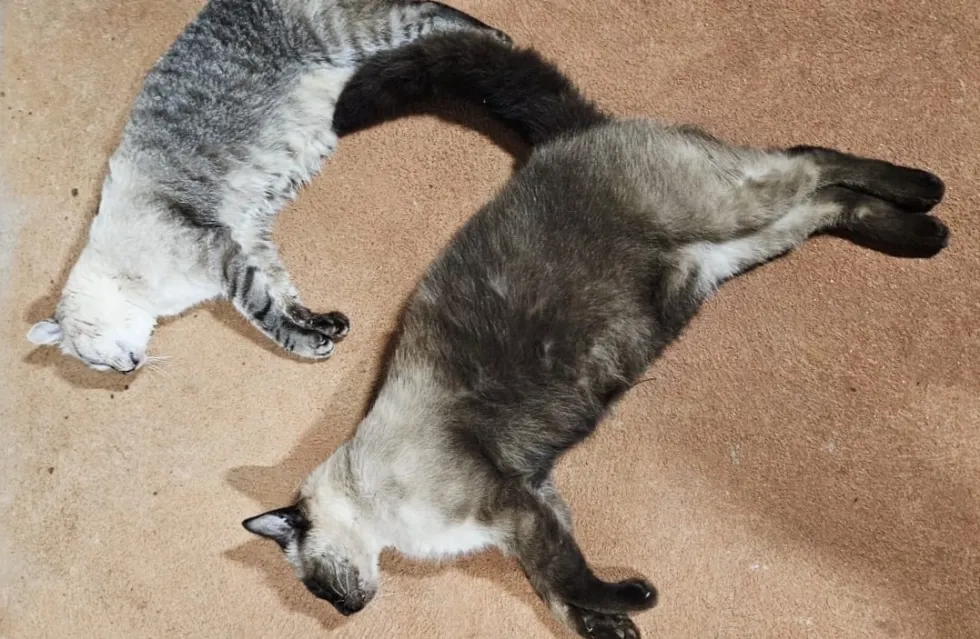 Gatos são encontrados mortos e caso de envenenamento é investigado