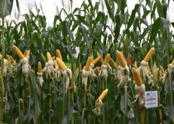 Irrigação ganha força no campo para enfrentar irregularidade das chuvas em MS
