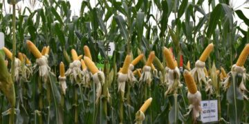 Irrigação ganha força no campo para enfrentar irregularidade das chuvas em MS