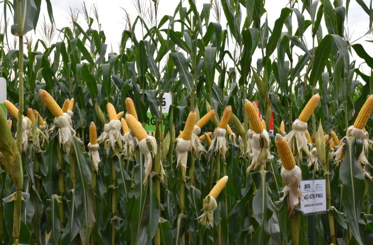 Irrigação ganha força no campo para enfrentar irregularidade das chuvas em MS