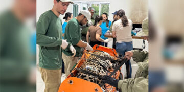 Onça-pintada é capturada após ataques a animais domésticos em área urbana de Corumbá