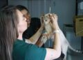 Subea reforça alerta sobre vacina anti-cio em pets