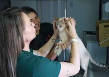 Subea reforça alerta sobre vacina anti-cio em pets