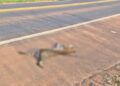 Jaguatirica é atropelada e encontrada morta na BR-163, em MS Jaguatirica é atropelada e encontrada morta na BR-163, em MS