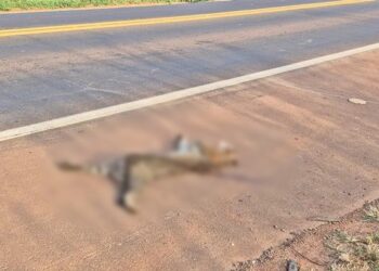 Jaguatirica é atropelada e encontrada morta na BR-163, em MS Jaguatirica é atropelada e encontrada morta na BR-163, em MS