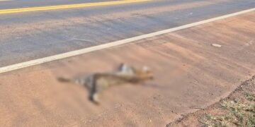 Jaguatirica é atropelada e encontrada morta na BR-163, em MS