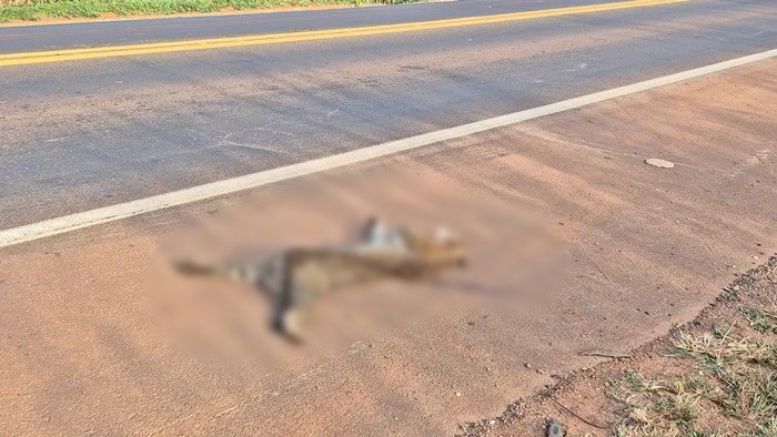 Jaguatirica é atropelada e encontrada morta na BR-163, em MS