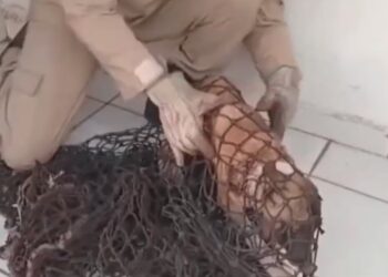 Cachorro com arame preso ao pescoço é resgatado pelos bombeiros Cachorro com arame preso ao pescoço é resgatado pelos bombeiros