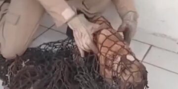 Cachorro com arame preso ao pescoço é resgatado pelos bombeiros