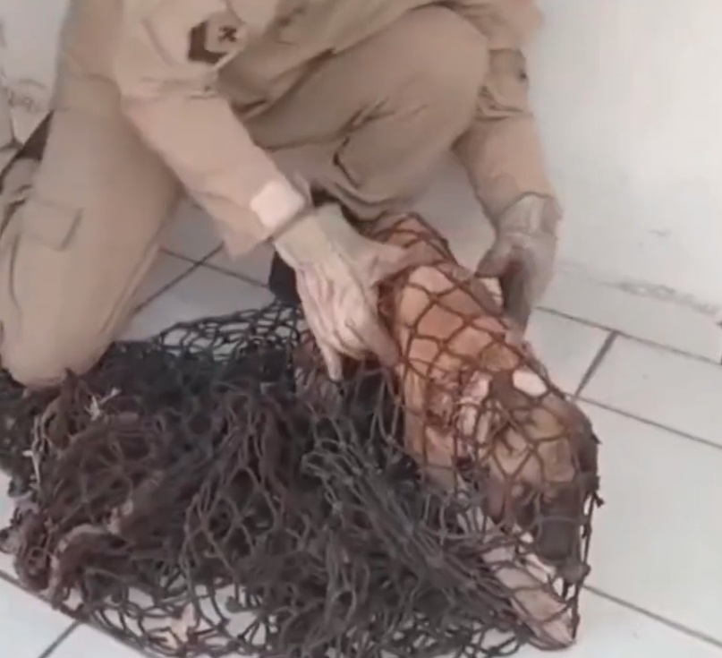 Cachorro com arame preso ao pescoço é resgatado pelos bombeiros