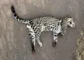 Jaguatirica é encontrada morta após atropelamento na BR-267 Jaguatirica é encontrada morta após atropelamento na BR-267