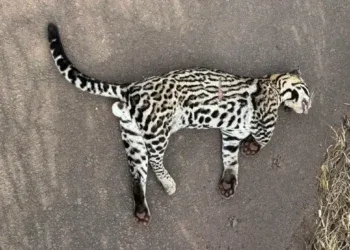 Jaguatirica é encontrada morta após atropelamento na BR-267 Jaguatirica é encontrada morta após atropelamento na BR-267
