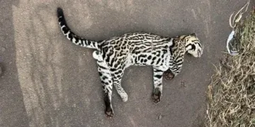 Jaguatirica é encontrada morta após atropelamento na BR-267