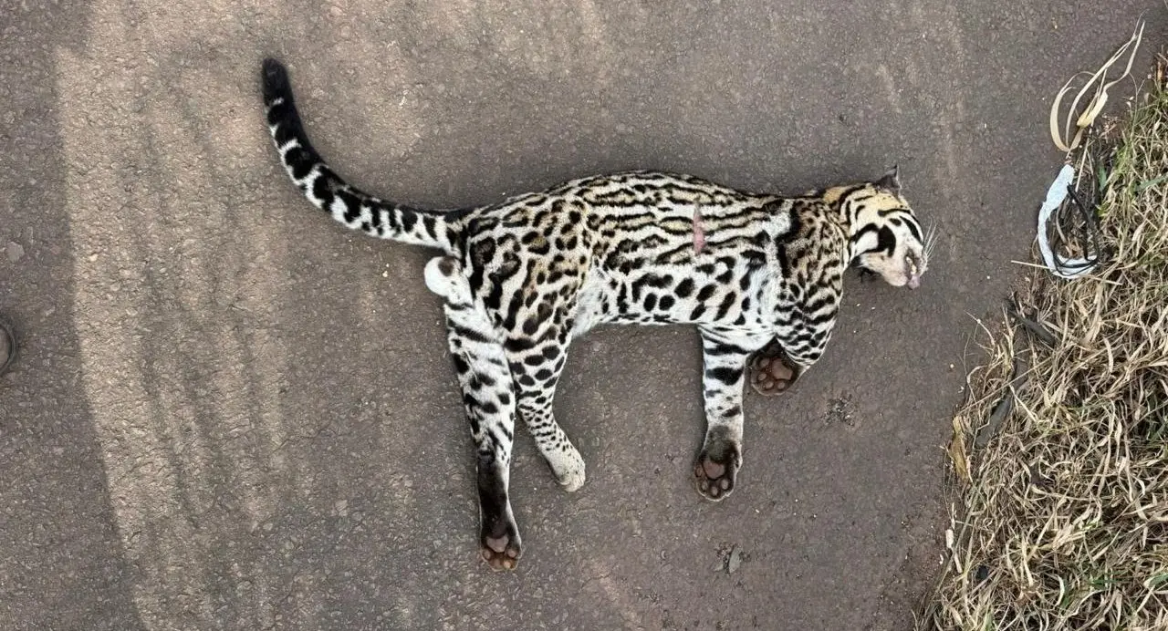 Jaguatirica é encontrada morta após atropelamento na BR-267