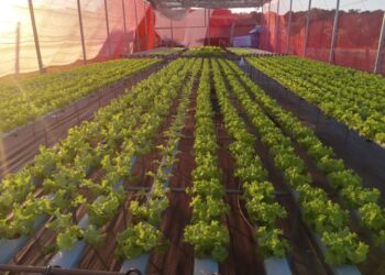 Tecnologia no campo transforma produção de pequenos agricultores Tecnologia no campo transforma produção de pequenos agricultores