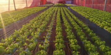 Tecnologia no campo transforma produção de pequenos agricultores