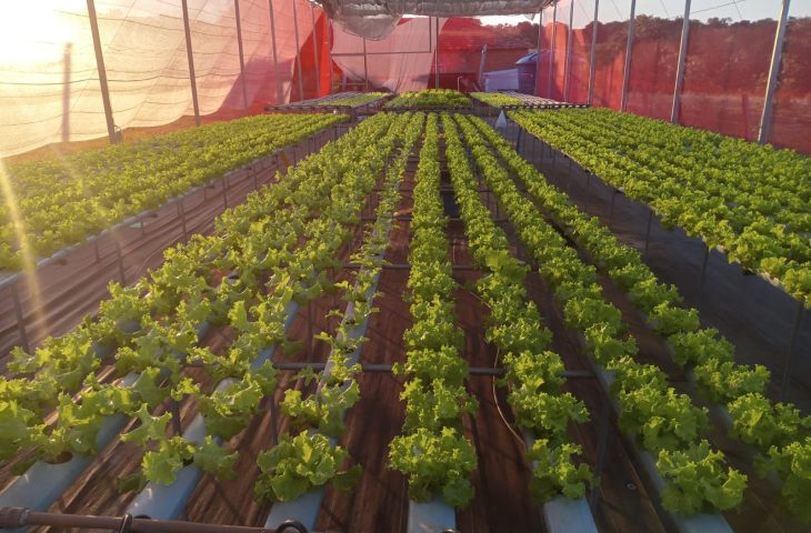 Tecnologia no campo transforma produção de pequenos agricultores