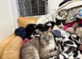 Frio intenso em Campo Grande mobiliza apoio para quase 400 gatos da Amicats