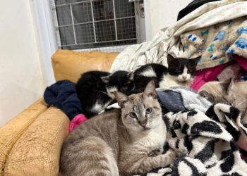 Frio intenso em Campo Grande mobiliza apoio para quase 400 gatos da Amicats