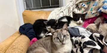 Frio intenso em Campo Grande mobiliza apoio para quase 400 gatos da Amicats
