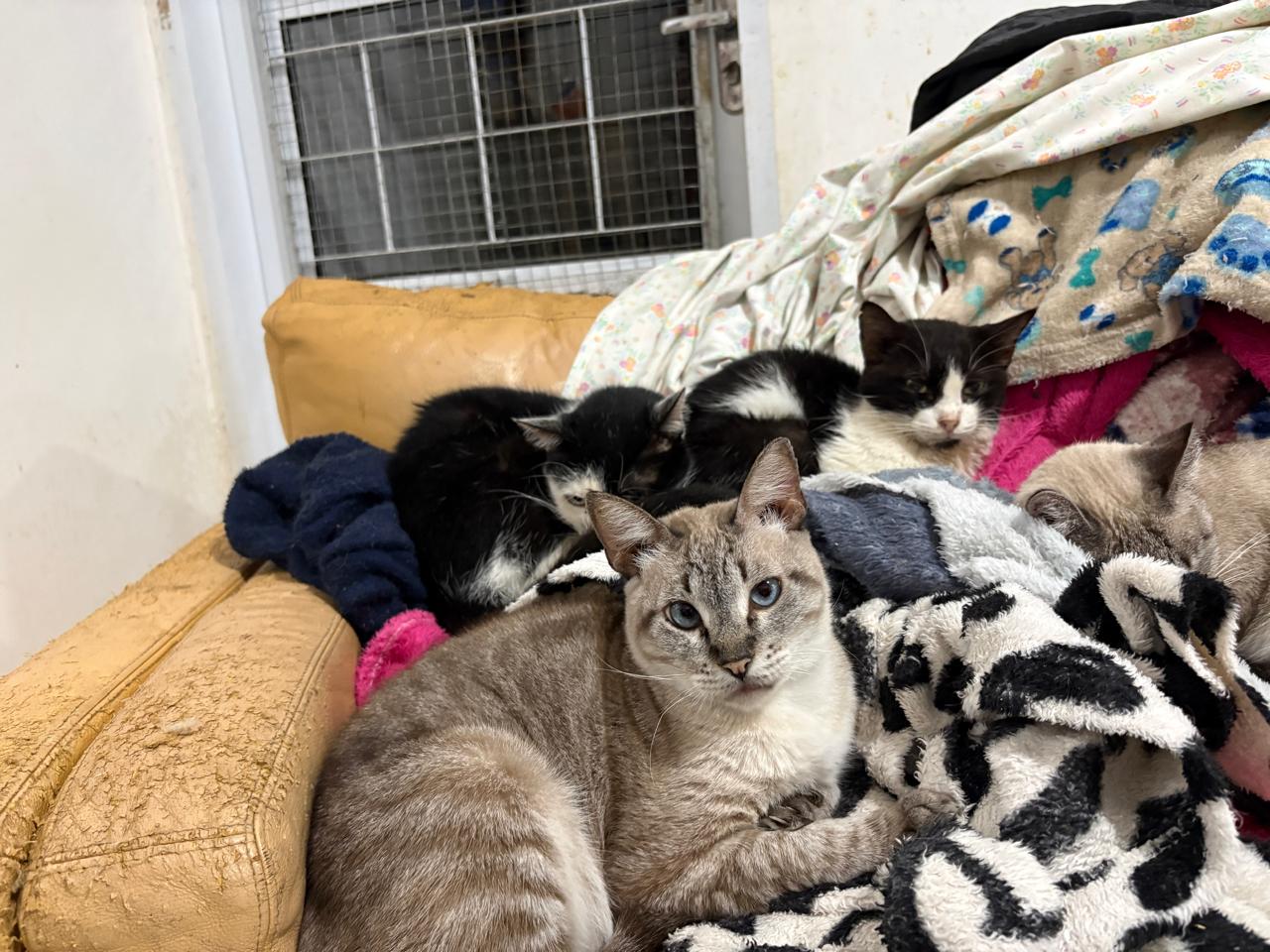 Frio intenso em Campo Grande mobiliza apoio para quase 400 gatos da Amicats