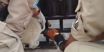 Bombeiros resgatam cachorro preso em portão