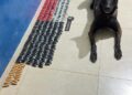 Cão policial fareja mala suspeita e desmonta transporte de droga em ônibus