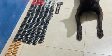 Cão policial fareja mala suspeita e desmonta transporte de droga em ônibus