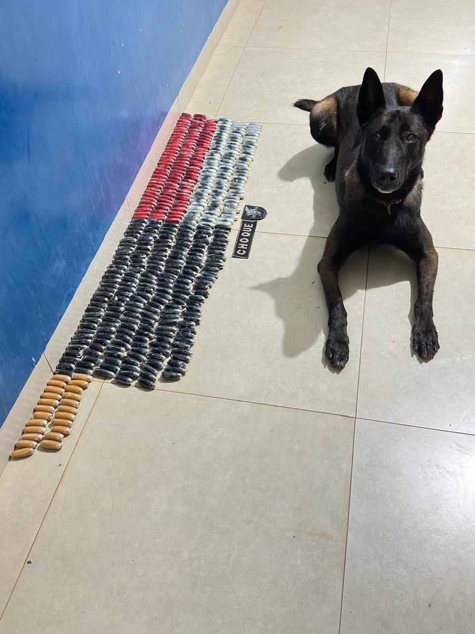 Cão policial fareja mala suspeita e desmonta transporte de droga em ônibus