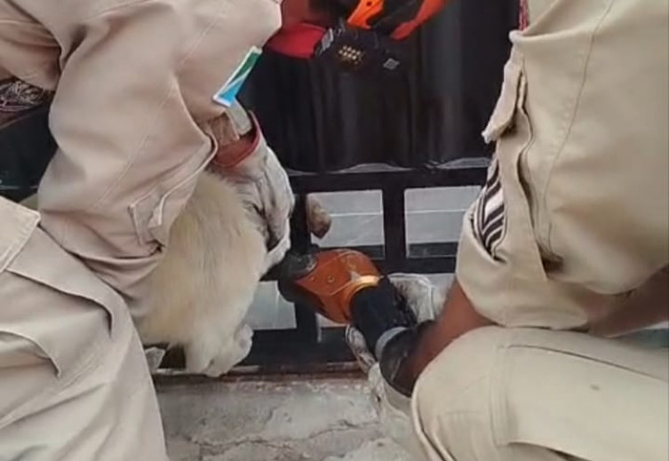 Bombeiros resgatam cachorro preso em portão