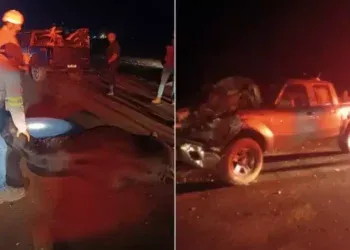 Seis vacas morrem após serem atingidas por caminhonete na BR-163