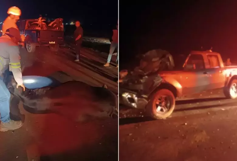 Seis vacas morrem após serem atingidas por caminhonete na BR-163