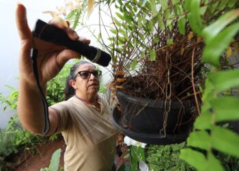 Combate à dengue depende de cuidados simples no dia a dia Combate à dengue depende de cuidados simples no dia a dia