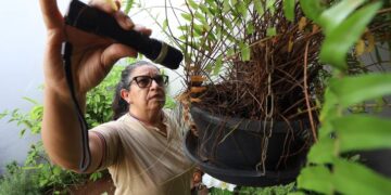 Combate à dengue depende de cuidados simples no dia a dia