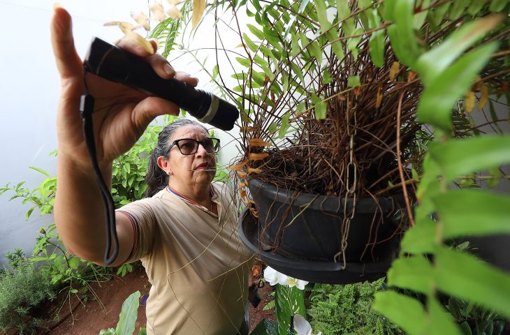 Combate à dengue depende de cuidados simples no dia a dia