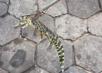 Filhotes de jacaré aparecem em frente a casa e mobilizam resgate