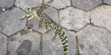 Filhotes de jacaré aparecem em frente a casa e mobilizam resgate