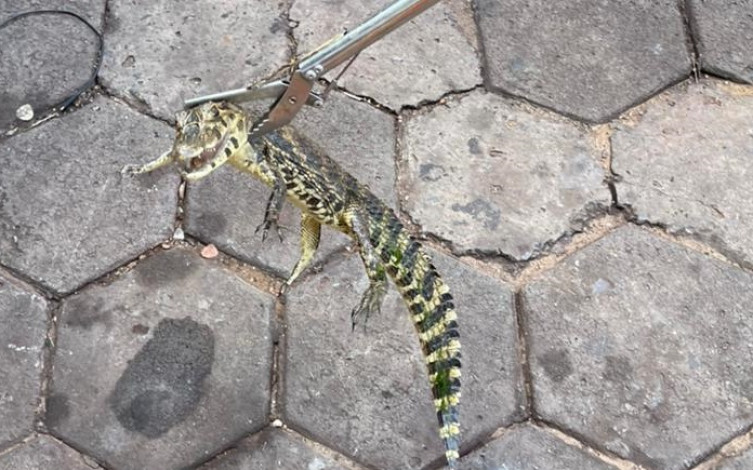 Filhotes de jacaré aparecem em frente a casa e mobilizam resgate