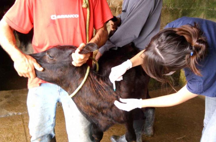 Produtores devem ficar atentos ao prazo da vacinação contra brucelose
