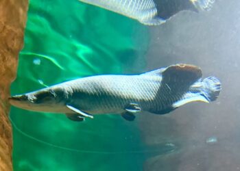 “Pirarucu Fujona” ganha novo lar no Bioparque e passa a integrar área de visitação