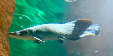 “Pirarucu Fujona” ganha novo lar no Bioparque e passa a integrar área de visitação