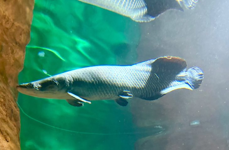 “Pirarucu Fujona” ganha novo lar no Bioparque e passa a integrar área de visitação