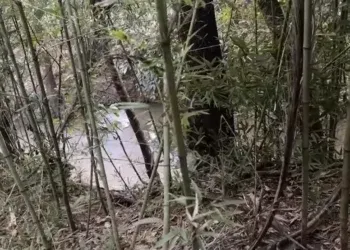 Corpo em decomposição é encontrado às margens de córrego Corpo em decomposição é encontrado às margens de córrego